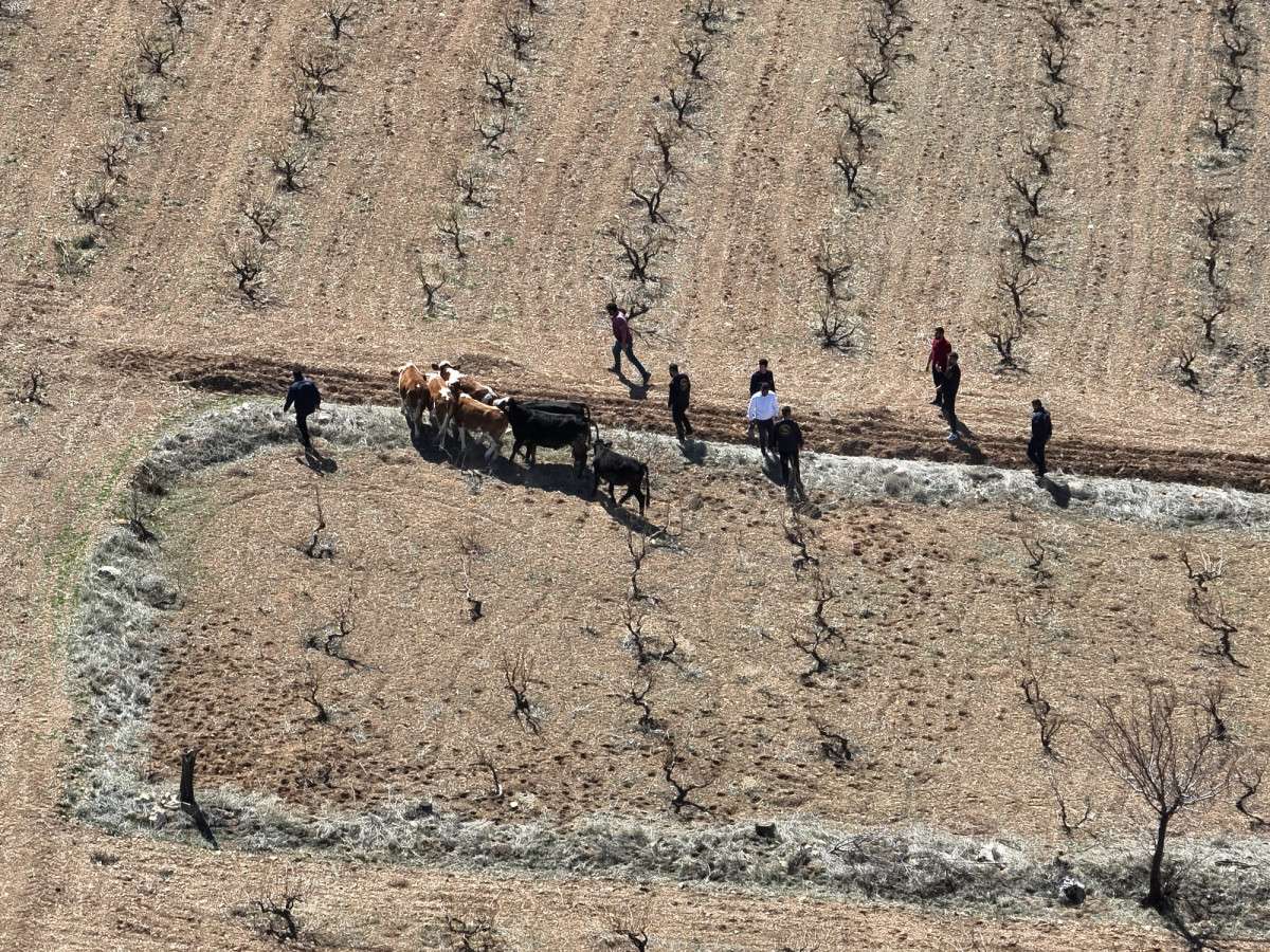 Jandarma inek hırsızlarını yakaladı