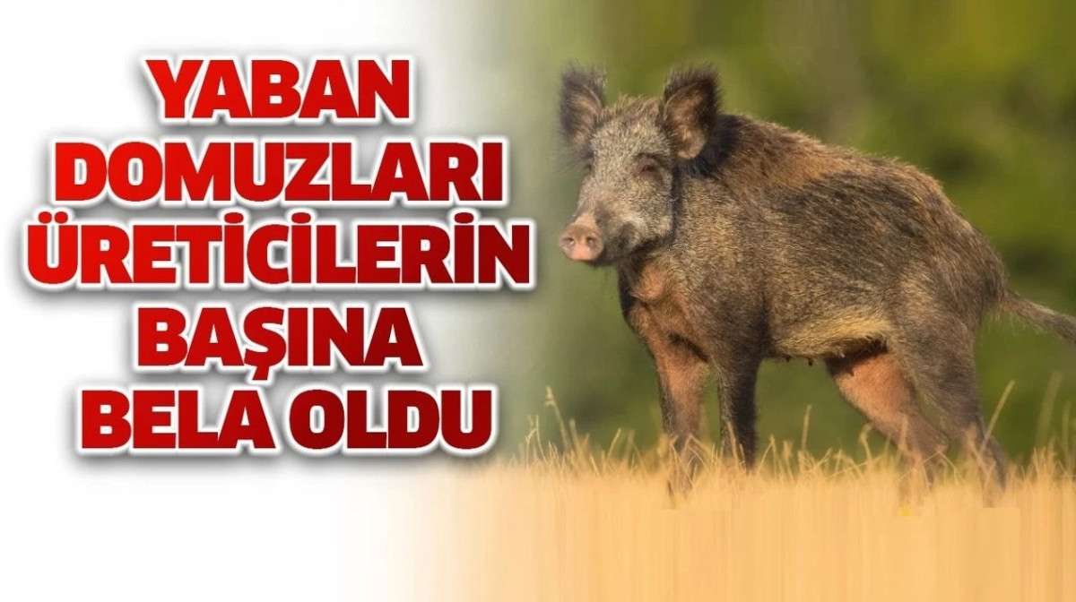 Üreticinin yaban domuzu isyanı: Zarar vermediği ürün yok
